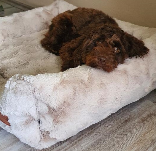 Praxishund Frieda spendet trost bei Ängsten und Traurigkeit und in der Therapie